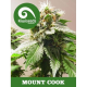 Mount Cook Kiwi Seeds