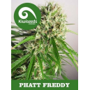Phatt Freddy Kiwi Seeds