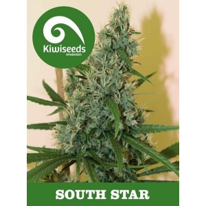 South Star Kiwi Seeds