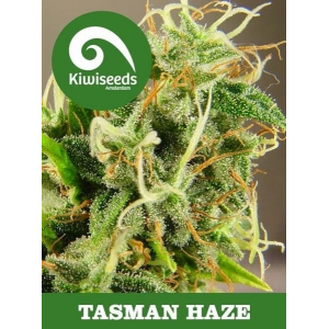 Tasman Haze Kiwi Seeds