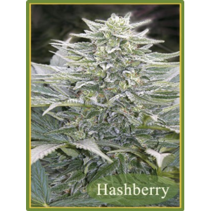 Hashberry Mandala Seeds