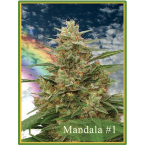 Mandala 1 Mandala Seeds
