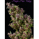 Purple Paro Valley Mandala Seeds