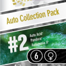 Auto Collection Pack 2 Paradise Seeds
