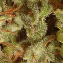 Collection Pack Sativa Champions Paradise Seeds