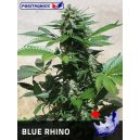 Blue rhino Positronics Seeds