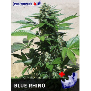 Blue Rhino Positronics Seeds