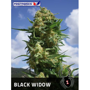 Black Widow Positronics Seeds