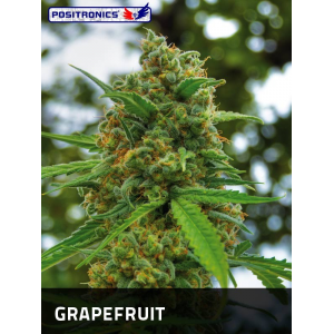 Grapefruit Positronics Seeds