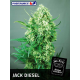 Jack Diesel Positronics Seeds
