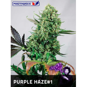 Purple Haze 1 Positronics Seeds