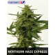 Northern Haze Express Positronics Seeds