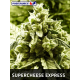 Supercheese Express Positronics Seeds