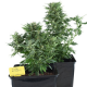 Royal Automatic Royal Queen Seeds