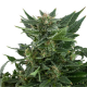 Royal Automatic Royal Queen Seeds