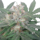 Royal Bluematic Auto Royal Queen Seeds