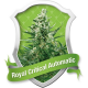 Royal Critical Automatic Royal Queen Seeds