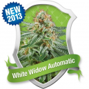 White Widow Automatic Royal Queen Seeds