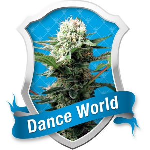 Dance World Medicinal Royal Queen Seeds 