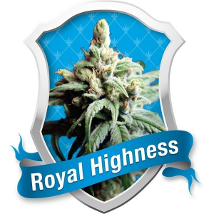 Royal Highness Medicinal Royal Queen Seeds