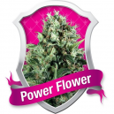 Power Flower Royal Queen Seeds