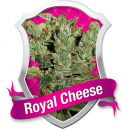 Royal Cheese Royal Queen Seeds