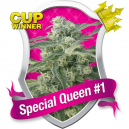 Special Queen 1 Royal Queen Seeds