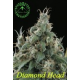 Diamond Head Sagarmatha Seeds