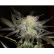 Mendocino Madness T.H. Seeds