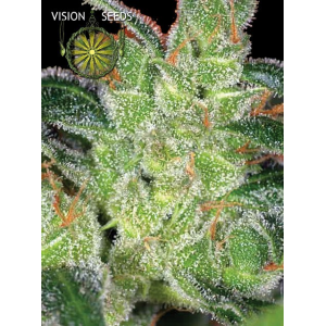 Cheese Vision Seeds