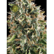 White Widow Vision Seeds