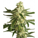 White Diesel Haze Automatic White Label Seed Company