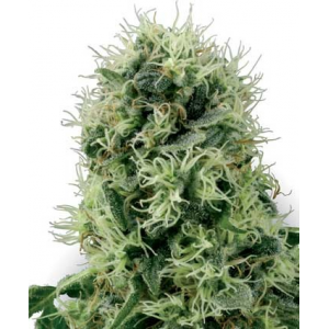 Pure Power Plant Fem White Label Seed Company