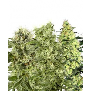 Female Mix White Label Seed Company