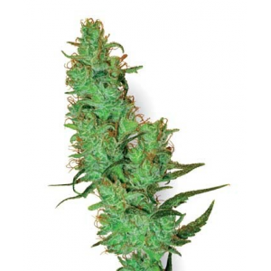 White Label Jack Herer White Label Seed Company