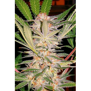S.A.D. S1 Sweet Afgani Delicious Sweet Seeds