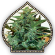 Auto Cheese Berry 00 Seeds