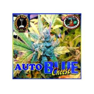 Blue Cheese Automatic Big Buddha Seeds