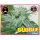 Bubble Cheese Big Buddha Seeds