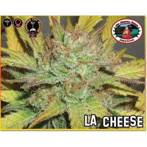 LA Cheese Big Buddha Seeds
