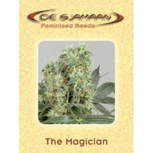 The Magician De Sjamaan Seeds