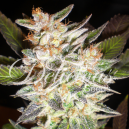 Cheese Candy Auto Delicious Seeds