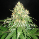 Northern Light Blue Delicious Seeds