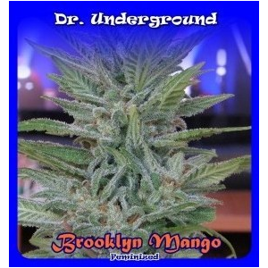 Brooklyn Mango Dr.Underground Seeds