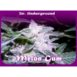 Melon Gum Dr.Underground Seeds