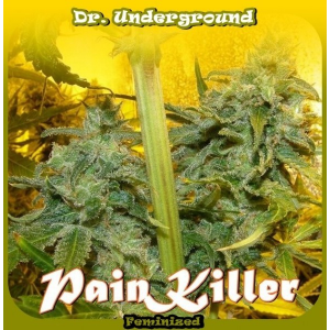 Pain Killer Dr.Underground Seeds