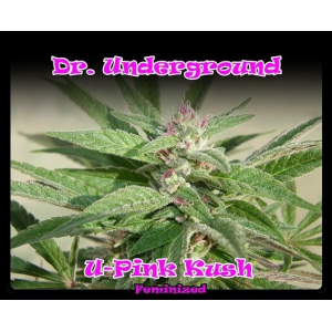 U-Pink Kush Dr.Underground Seeds