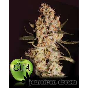 Jamaican Dream Eva Seeds