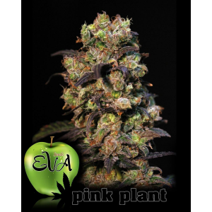 Pink Plant Eva Seeds