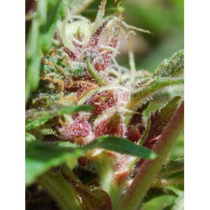 Red Purps Female Seeds